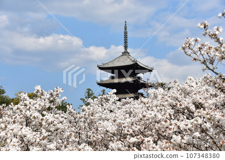 Kyoto in spring in Japan, Ninnaji Temple, a world heritage site, Omuro cherry blossoms in full bloom, a five-storied pagoda that is an important cultural property, and a beautiful blue sky Kyoto in spring in Japan, Ninnaji Temple, a world heritage site, Omuro cherry blossoms in full bloom, a five-storied pagoda that is an important cultural property, and a beautiful blue sky 107348380
