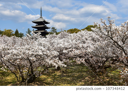 Kyoto in spring in Japan, Ninnaji Temple, a world heritage site, Omuro cherry blossoms in full bloom, a five-storied pagoda that is an important cultural property, and a beautiful blue sky Kyoto in spring in Japan, Ninnaji Temple, a world heritage site, Omuro cherry blossoms in full bloom, a five-storied pagoda that is an important cultural property, and a beautiful blue sky 107348412