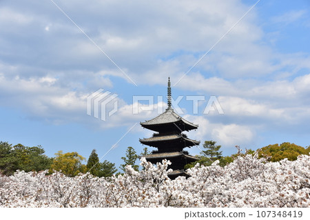 Kyoto in spring in Japan, Ninnaji Temple, a world heritage site, Omuro cherry blossoms in full bloom, a five-storied pagoda that is an important cultural property, and a beautiful blue sky Kyoto in spring in Japan, Ninnaji Temple, a world heritage site, Omuro cherry blossoms in full bloom, a five-storied pagoda that is an important cultural property, and a beautiful blue sky 107348419