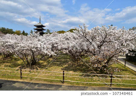 日本春天的京都、世界遺產仁和寺、盛開的大室櫻花、重要文化財產的五層寶塔、美麗的藍天 日本春天的京都、世界遺產仁和寺、盛開的大室櫻花、重要文化財產的五層寶塔、美麗的藍天 107348461