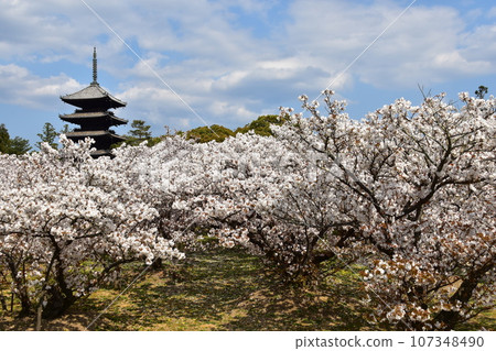 日本春天的京都、世界遺產仁和寺、盛開的大室櫻花、重要文化財產的五層寶塔、美麗的藍天 日本春天的京都、世界遺產仁和寺、盛開的大室櫻花、重要文化財產的五層寶塔、美麗的藍天 107348490