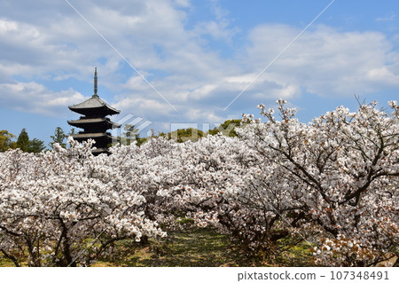Kyoto in spring in Japan, Ninnaji Temple, a world heritage site, Omuro cherry blossoms in full bloom, a five-storied pagoda that is an important cultural property, and a beautiful blue sky Kyoto in spring in Japan, Ninnaji Temple, a world heritage site, Omuro cherry blossoms in full bloom, a five-storied pagoda that is an important cultural property, and a beautiful blue sky 107348491
