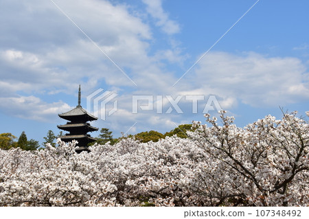 日本春天的京都、世界遺產仁和寺、盛開的大室櫻花、重要文化財產的五層寶塔、美麗的藍天 日本春天的京都、世界遺產仁和寺、盛開的大室櫻花、重要文化財產的五層寶塔、美麗的藍天 107348492