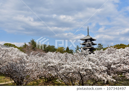 Kyoto in spring in Japan, Ninnaji Temple, a world heritage site, Omuro cherry blossoms in full bloom, a five-storied pagoda that is an important cultural property, and a beautiful blue sky Kyoto in spring in Japan, Ninnaji Temple, a world heritage site, Omuro cherry blossoms in full bloom, a five-storied pagoda that is an important cultural property, and a beautiful blue sky 107348497