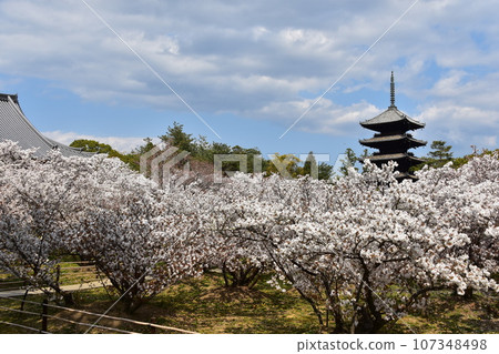 Kyoto in spring in Japan, Ninnaji Temple, a world heritage site, Omuro cherry blossoms in full bloom, a five-storied pagoda that is an important cultural property, and a beautiful blue sky Kyoto in spring in Japan, Ninnaji Temple, a world heritage site, Omuro cherry blossoms in full bloom, a five-storied pagoda that is an important cultural property, and a beautiful blue sky 107348498