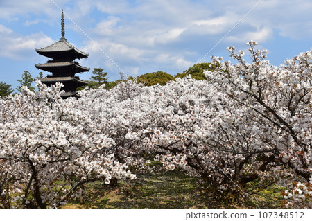 Kyoto in spring in Japan, Ninnaji Temple, a world heritage site, Omuro cherry blossoms in full bloom, a five-storied pagoda that is an important cultural property, and a beautiful blue sky 107348512