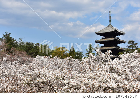 Kyoto in spring in Japan, Ninnaji Temple, a world heritage site, Omuro cherry blossoms in full bloom, a five-storied pagoda that is an important cultural property, and a beautiful blue sky 107348517