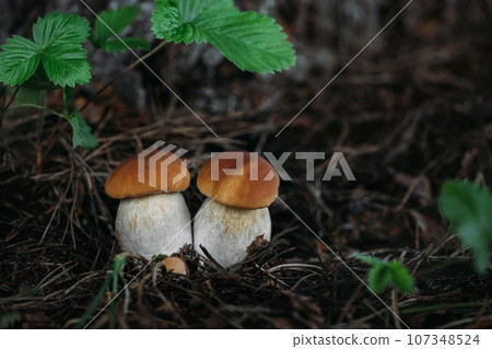 Two beautiful boletus edulis on dark background in the forest. Edible tasty mushroom penny bun, porcini, cep, porcino, king boletus macro. Two beautiful boletus edulis on dark background in the forest. Edible tasty mushroom penny bun, porcini, cep, porcino, king boletus macro. 107348524