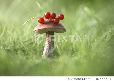 Beautiful mushroom with red berries on a green grass background. Edible delicious mushroom Rough boletus or birch mushroom, leccinum scabrum closeup. 107348525