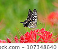 Butterflies and amaryllis 107348640
