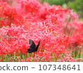 Butterflies and amaryllis 107348641