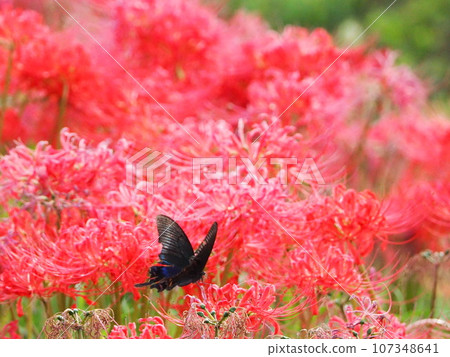 Butterflies and amaryllis 107348641