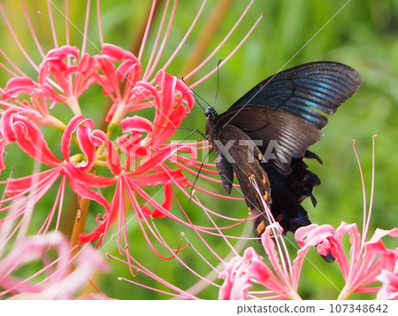 Butterflies and amaryllis 107348642