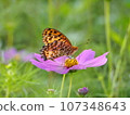 Butterfly and Cosmos 107348643