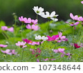 Cosmos 107348644