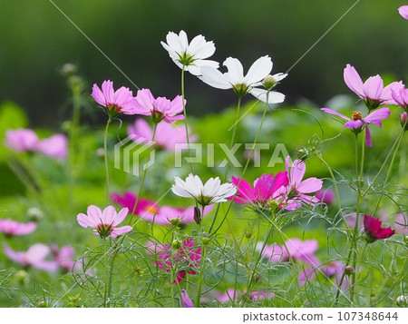 Cosmos 107348644