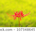 Cluster amaryllis 107348645
