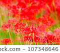 Cluster amaryllis 107348646