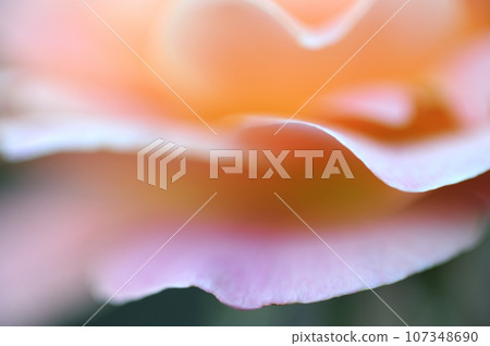 玫瑰特寫鏡頭 玫瑰特寫鏡頭 107348690