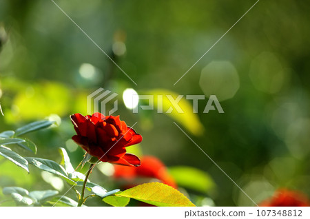 玫瑰花園裡的花 玫瑰花園裡的花 107348812