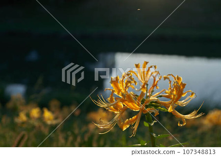 群集孤挺花 群集孤挺花 107348813