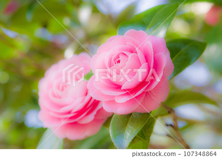 Beautiful pink "Otometsubaki" Beautiful pink "Otometsubaki" 107348864