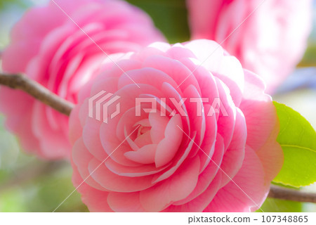Beautiful pink "Otometsubaki" Beautiful pink "Otometsubaki" 107348865