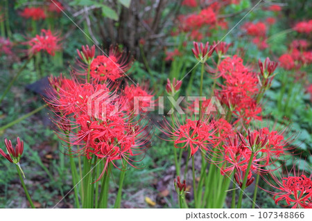 red cluster amaryllis red cluster amaryllis 107348866
