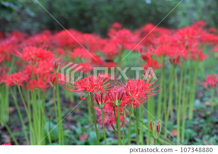 紅簇孤挺花 紅簇孤挺花 107348880