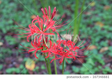 紅簇孤挺花 107348881