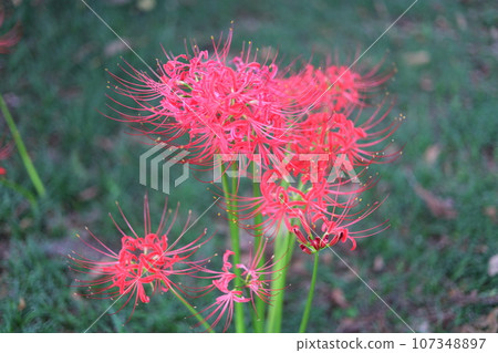 紅簇孤挺花 107348897