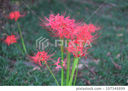 紅簇孤挺花 紅簇孤挺花 107348899
