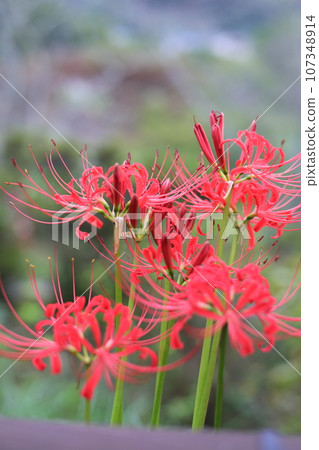 紅簇孤挺花 紅簇孤挺花 107348914