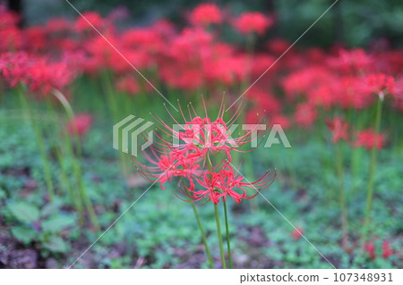 red cluster amaryllis 107348931