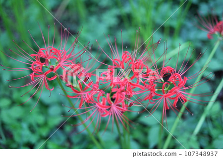 紅簇孤挺花 107348937