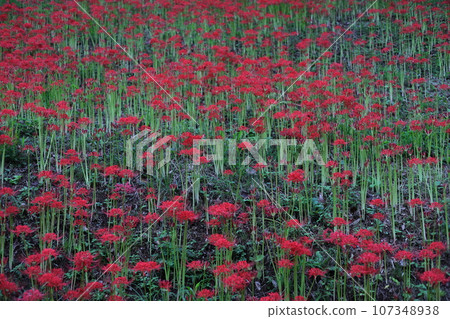 紅簇孤挺花 107348938