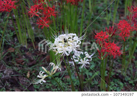 White cluster amaryllis (Manju Saka) 107349197