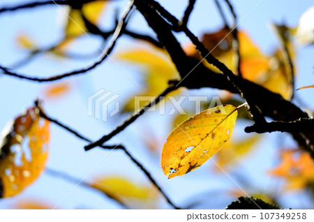 withered cherry tree withered cherry tree 107349258