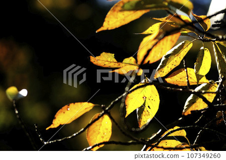 枯萎的櫻花樹 枯萎的櫻花樹 107349260