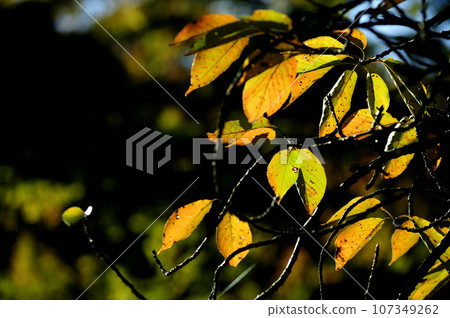 枯萎的櫻花樹 枯萎的櫻花樹 107349262