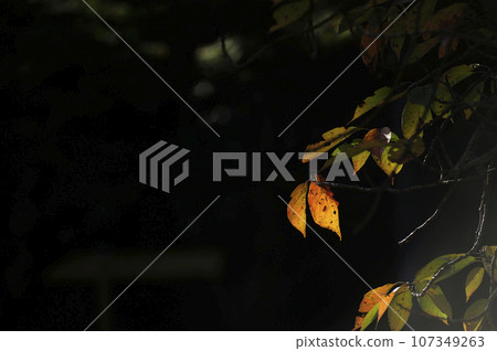 withered cherry tree withered cherry tree 107349263