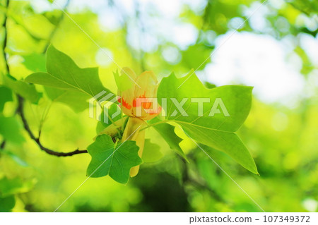 新鮮的綠色公園Yuurinoki花 107349372