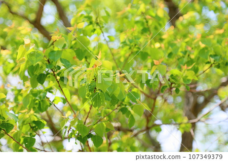 Fresh green park, young leaves of Nankin Goby 107349379
