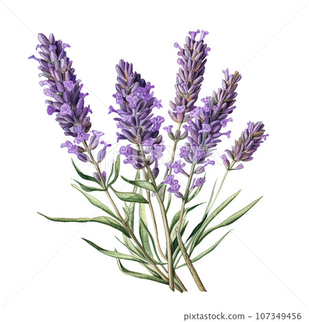 薰衣草植物藝術薰衣草 薰衣草植物藝術薰衣草 107349456