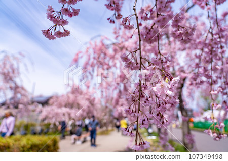 福島縣喜多方市：沿著中日線的垂枝櫻花樹春天線賞櫻的人們 107349498
