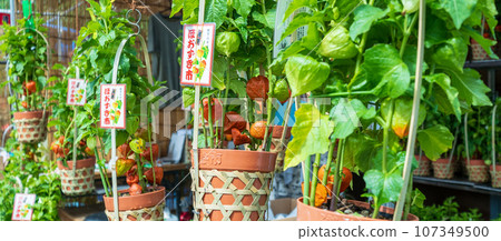 「東京」淺草寺 46,000 天「保月市」風景 107349500