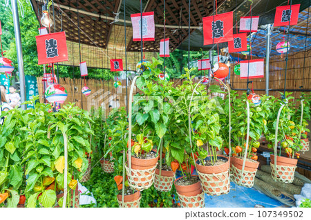 ``Tokyo'' Sensoji Temple 46,000 days ``Hozuki City'' scenery 107349502