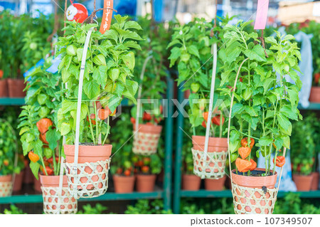 「東京」淺草寺 46,000 天「保月市」風景 107349507