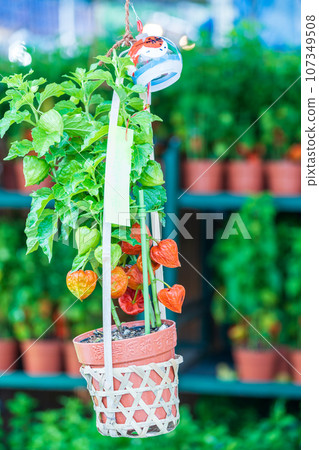 「東京」淺草寺 46,000 天「保月市」風景 107349508