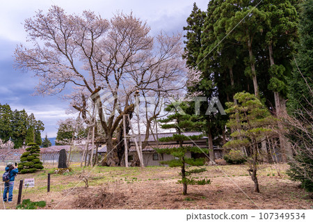一名婦女與草岡大名神櫻花樹合影，草岡大名神櫻花樹是日本最大的櫻花樹之一，位於山形縣長井市置玉櫻花走廊。 107349534